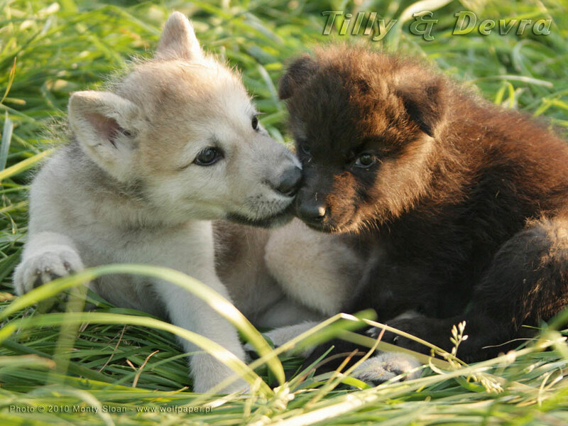 Two Wolf Pups — Green