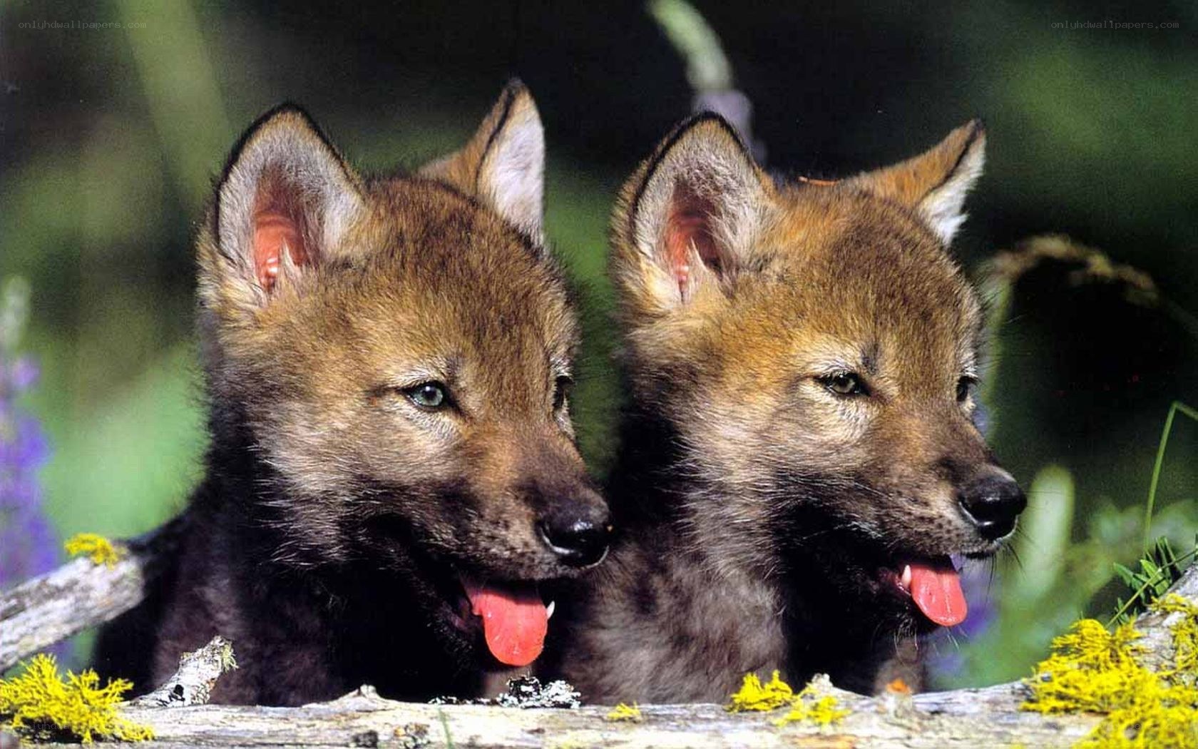 two wolf pups in forest