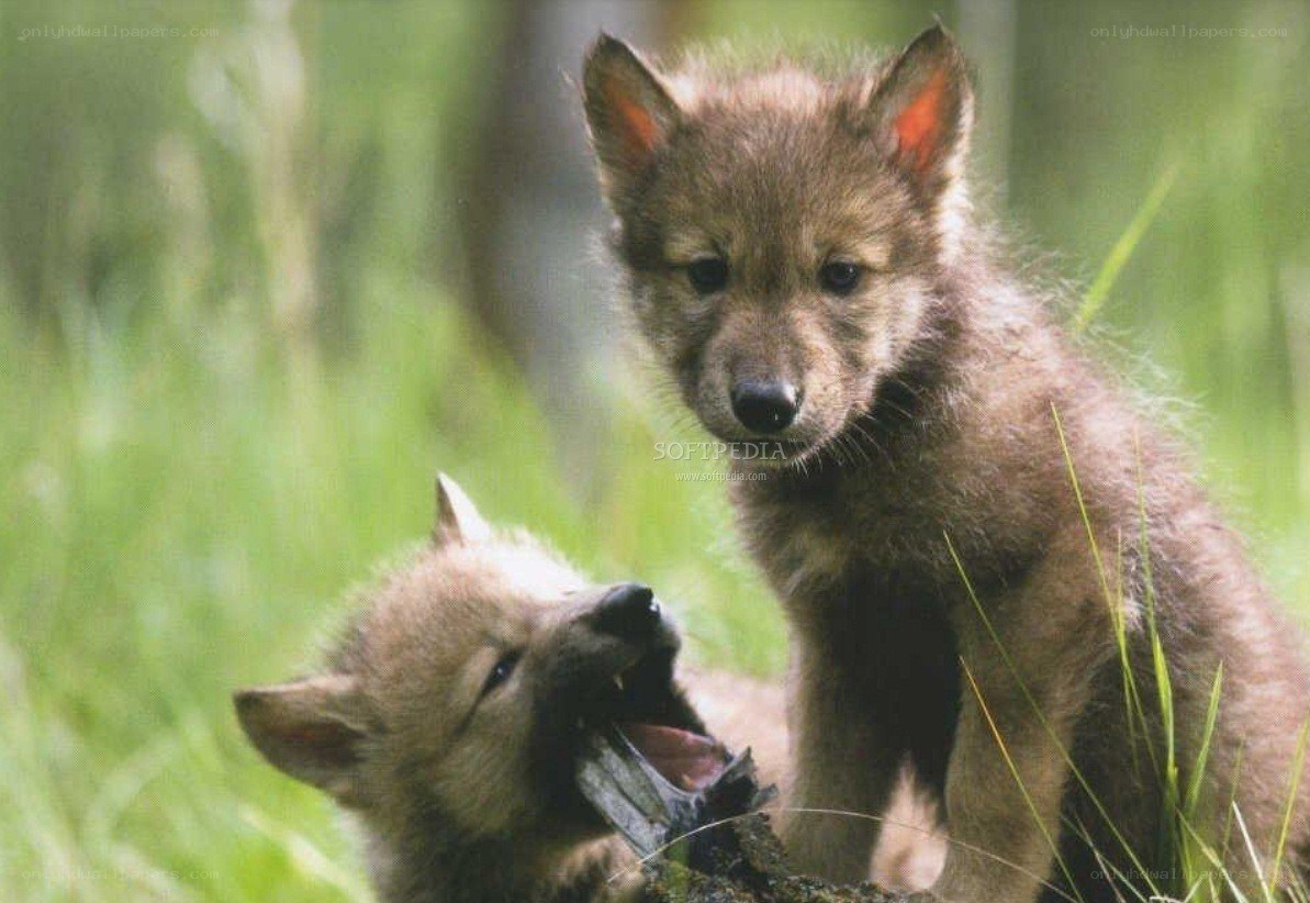 Two wolf pups in grass