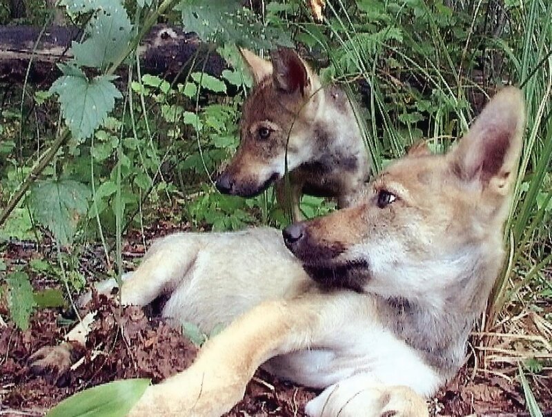 Two wolf pups in the forest