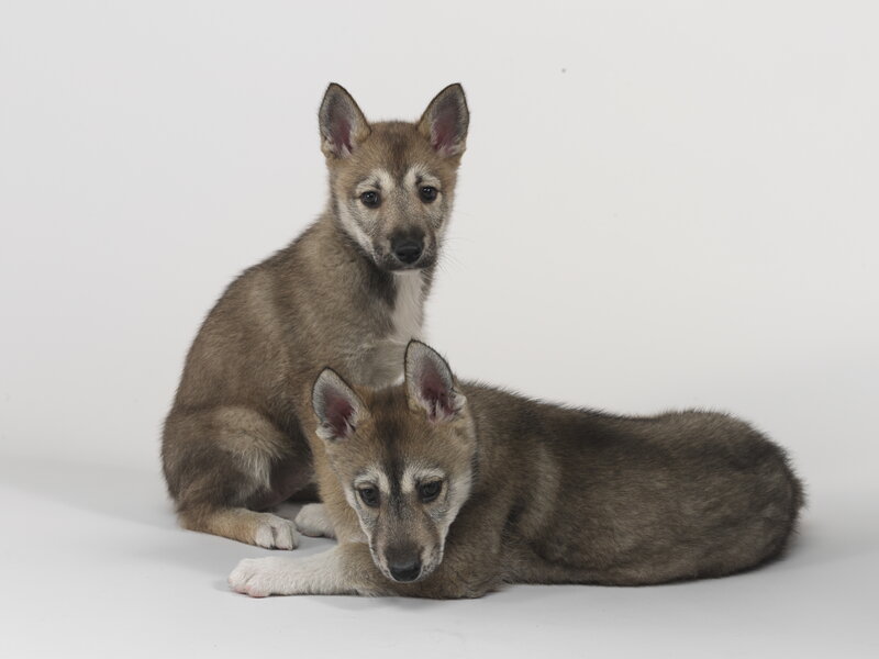 Two wolf pups on white