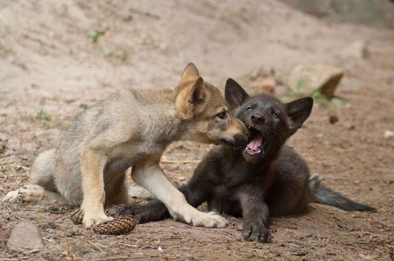 Two Wolf Pups Playing — Brown, Playful