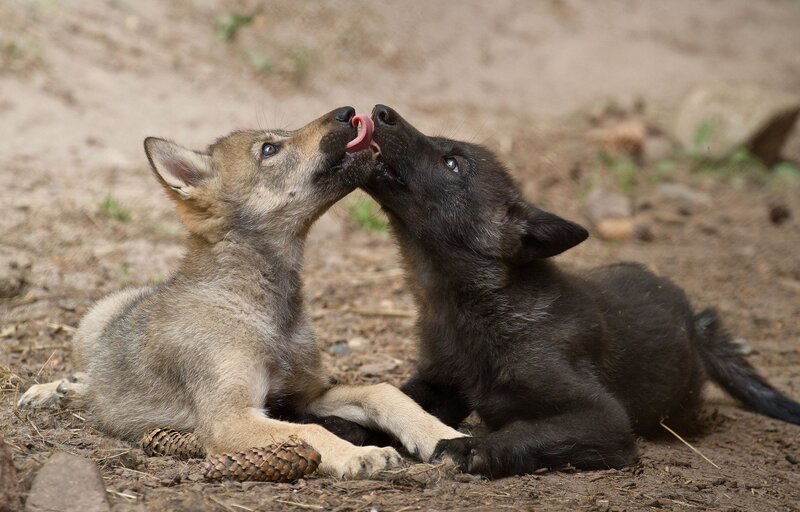 Two Wolf Pups Playing — Brown