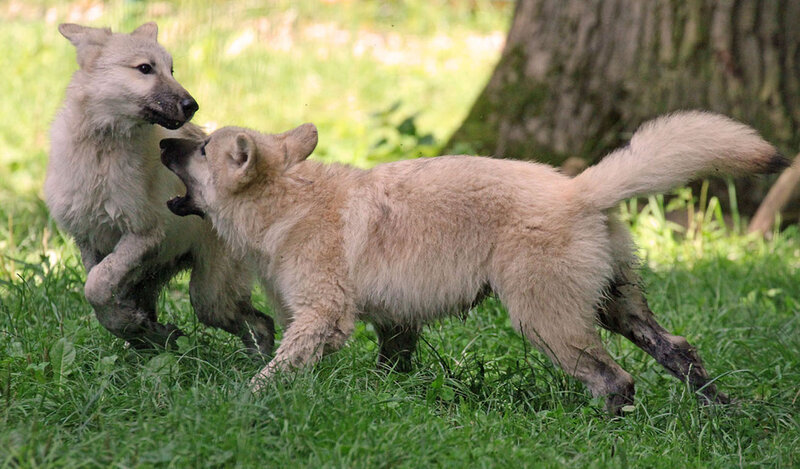 Two Wolf Pups Playing — Green, Playful