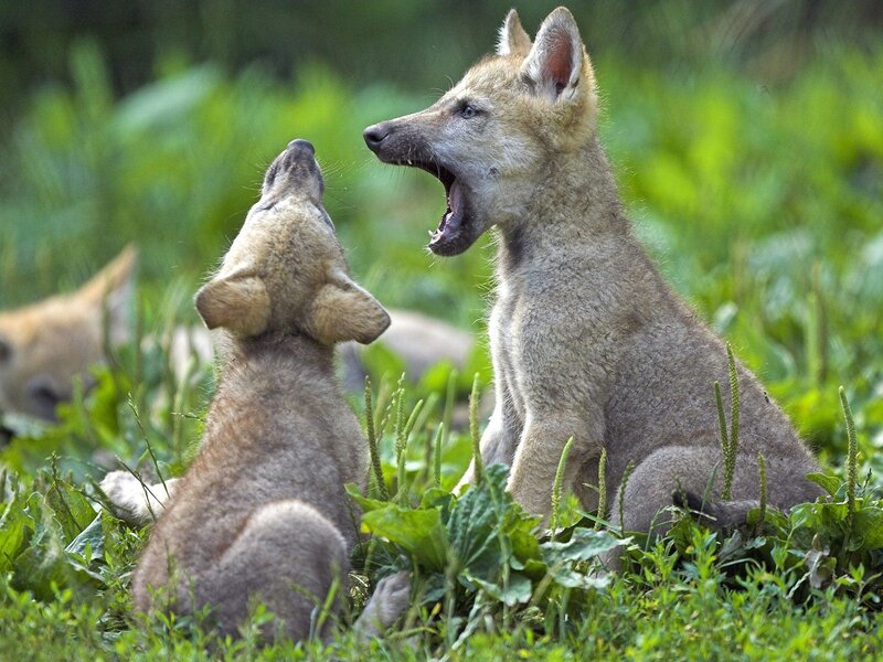 Two wolf pups playing in grass