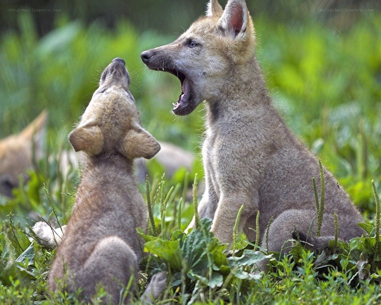 Two wolf pups playing in grass
