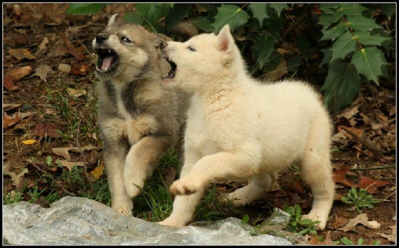 Two Wolf Pups Playing
