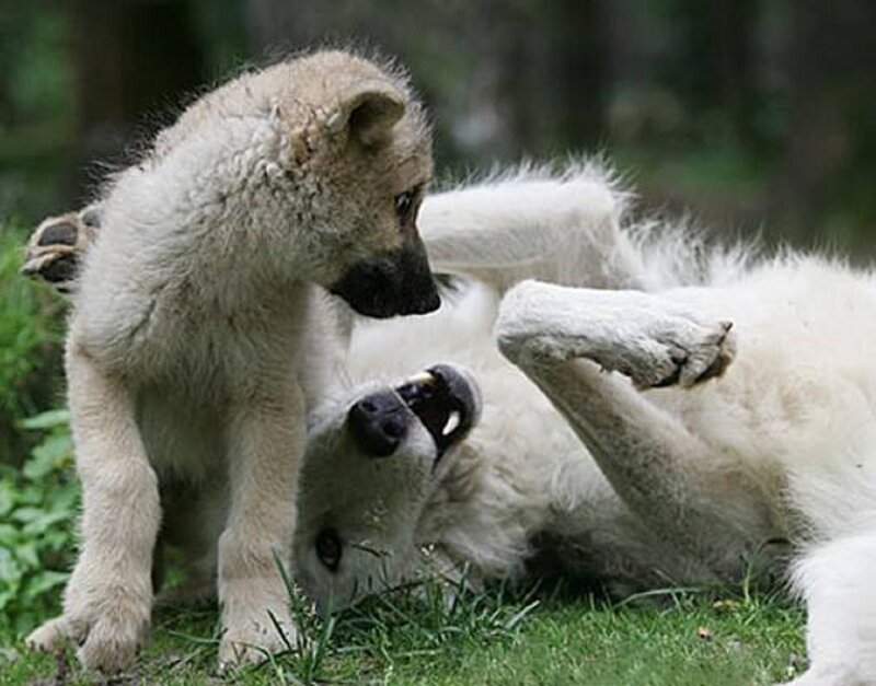 Two Wolf Pups Playing — White, Playful