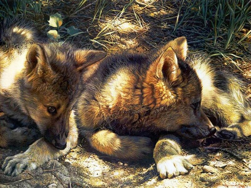 Two Wolf Pups Resting — Brown