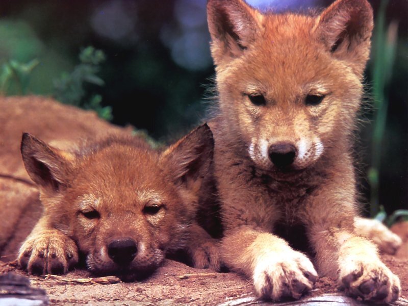 Two wolf pups resting