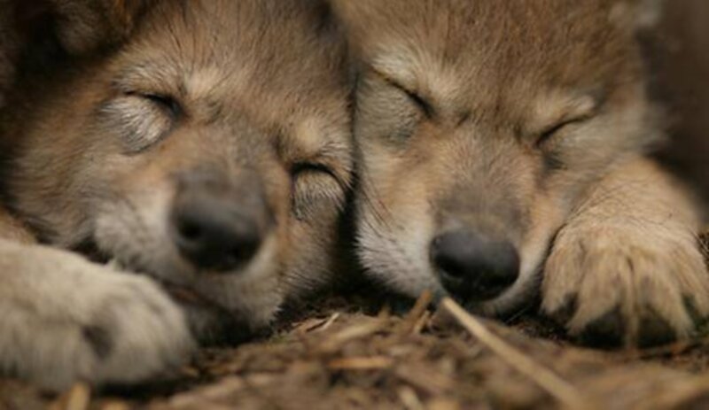 Two Wolf Pups Sleeping