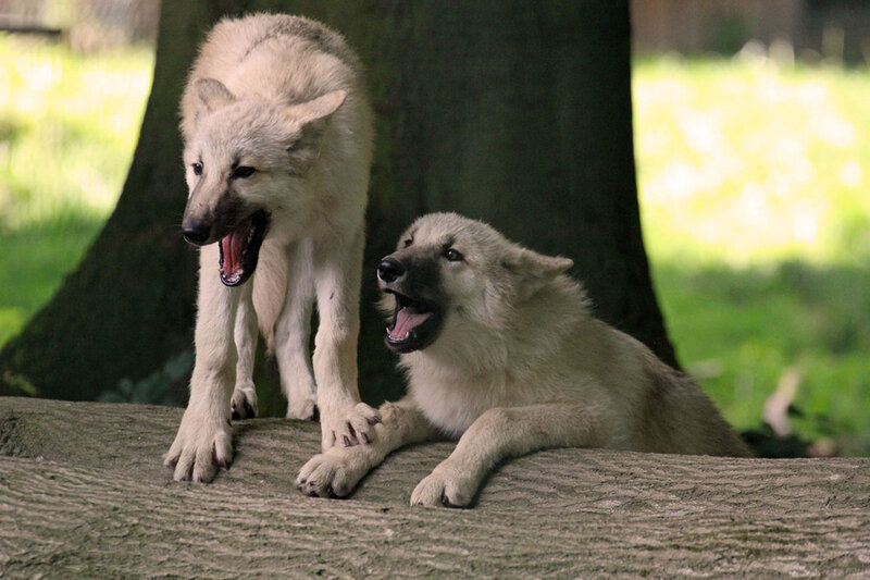 Two Wolf Pups — White, Playful