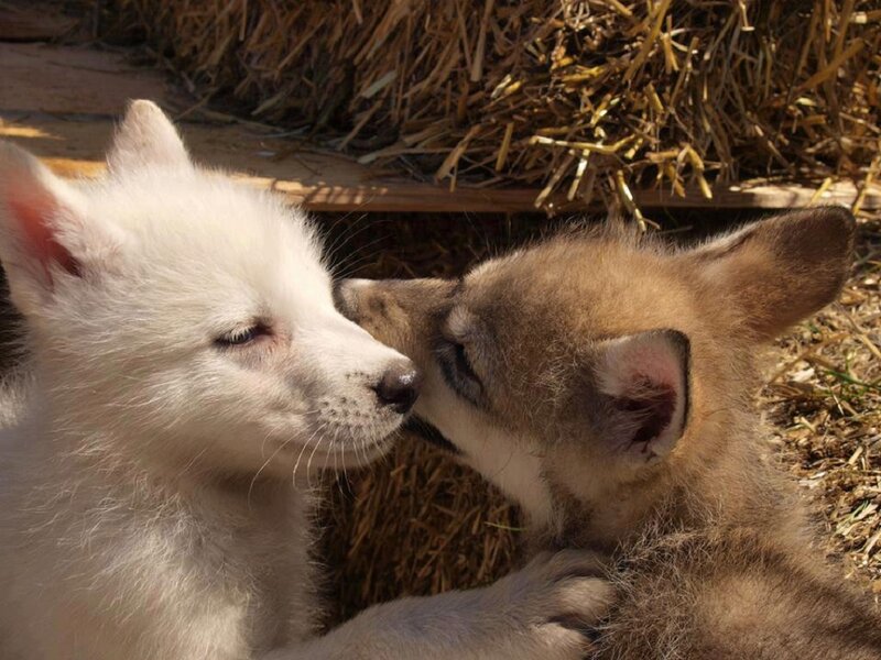 Two Wolf Pups — White