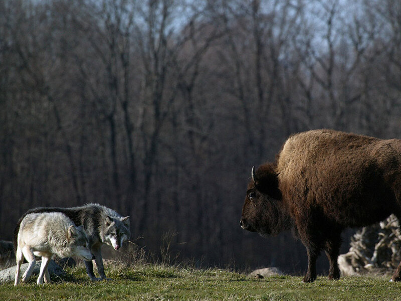 Two Wolves and a Bison