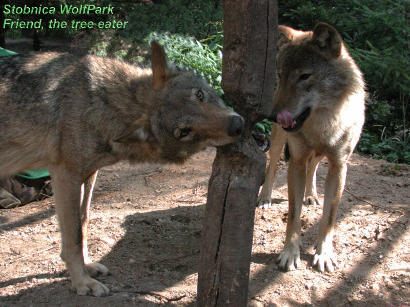 Two Wolves at a Post