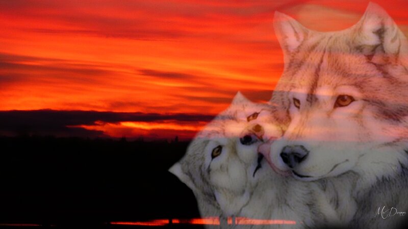 Two Wolves at Sunset — Red, Dramatic