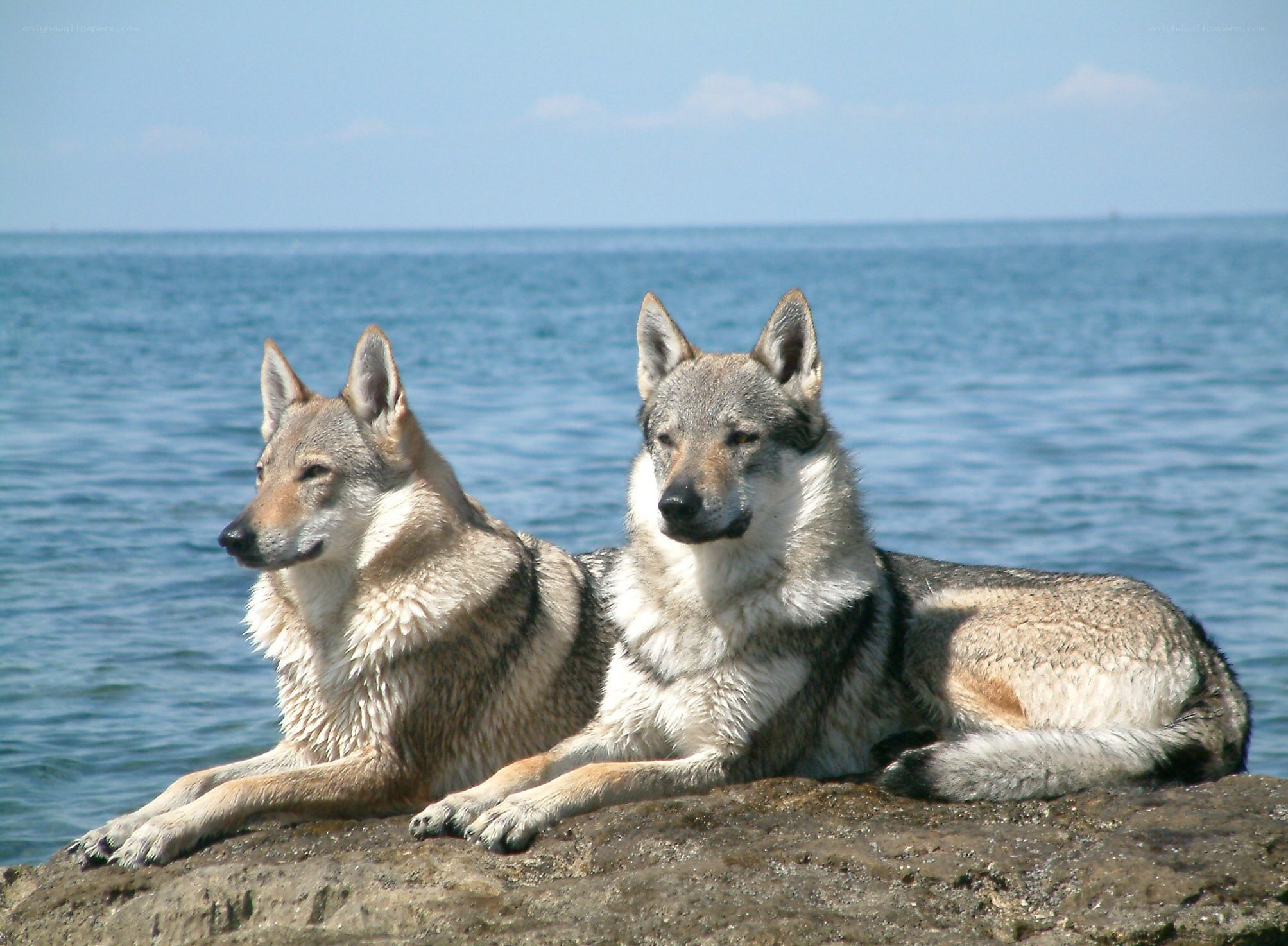Two wolves by the sea
