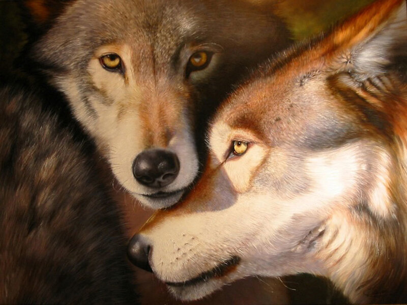Two Wolves Close Together