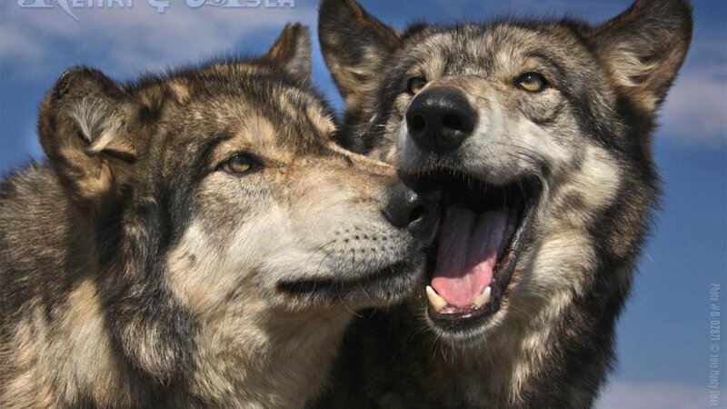 Two Wolves Close-up