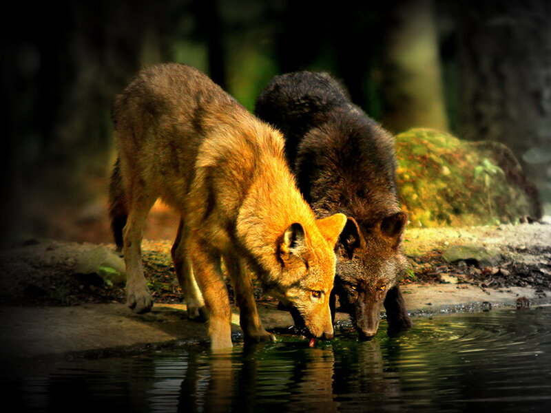 Two Wolves Drinking Water — Brown