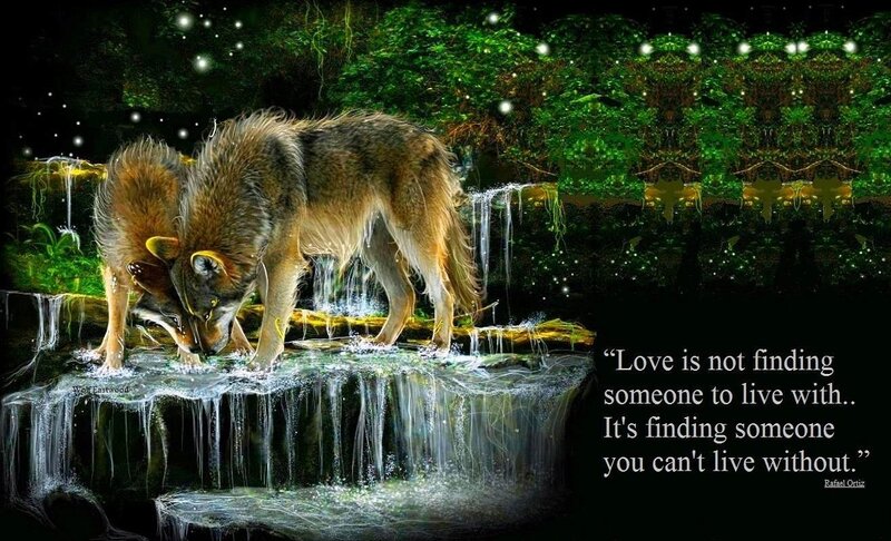 Two Wolves Drinking Water