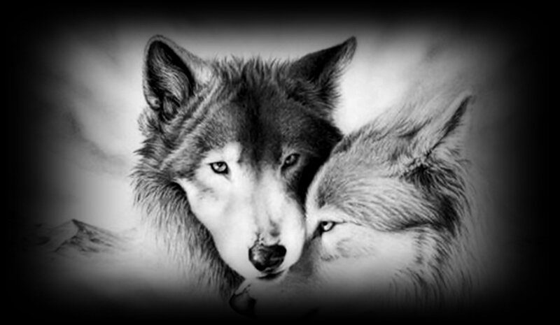 Two Wolves Embracing — Black, Dramatic, Illustration, Wolf