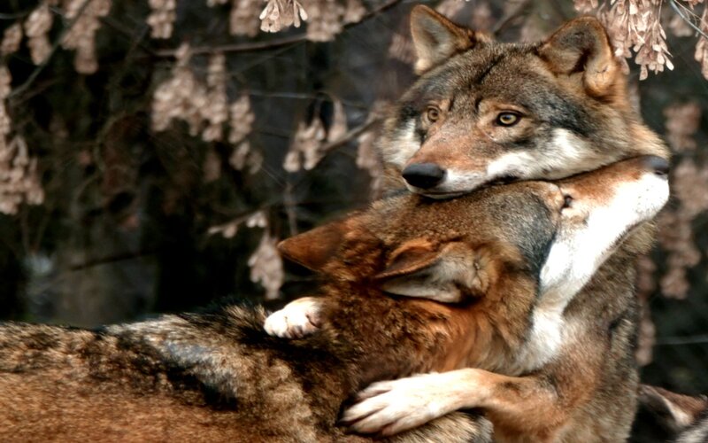 Two Wolves Embracing — Brown, Calm