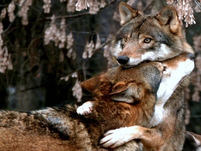 Two Wolves Embracing — Brown