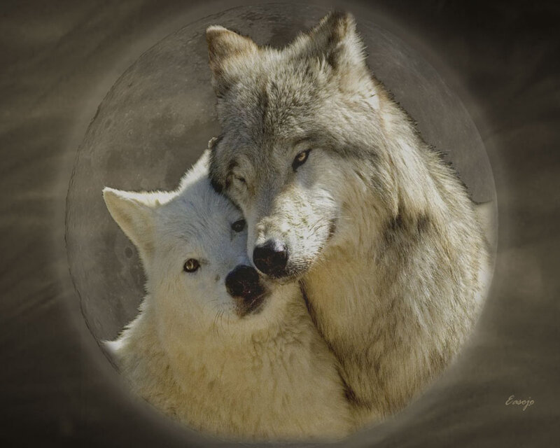 Two Wolves Embracing — Gray