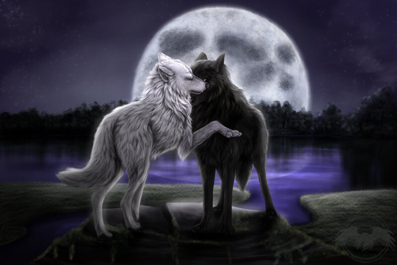 Two Wolves Embracing — Purple