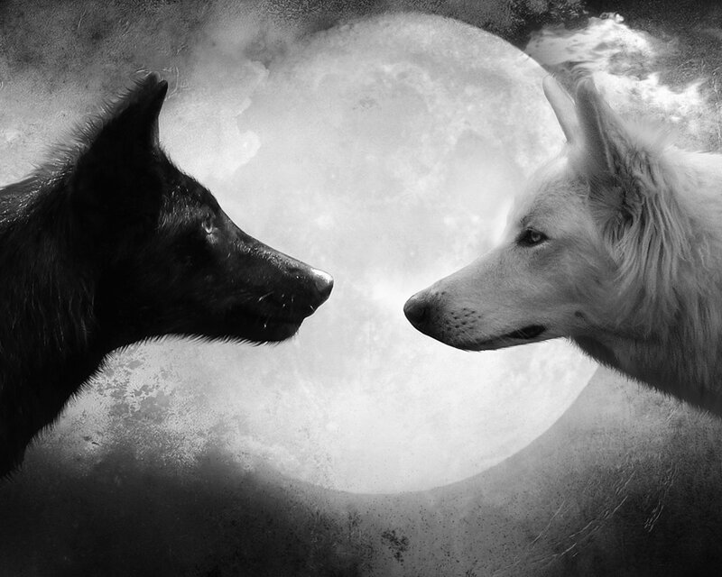 Two Wolves Facing Each Other — Black, Dramatic, Night, Digital Art