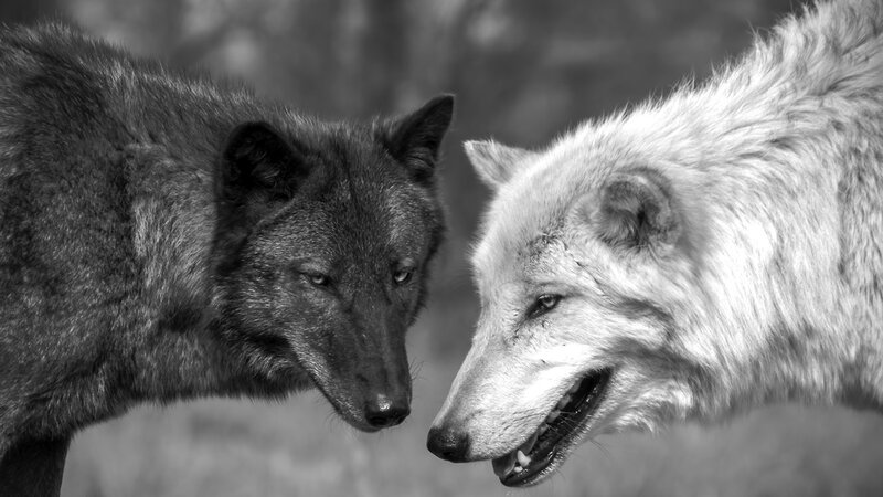 Two Wolves Facing Each Other — Black, Dramatic, Photograph