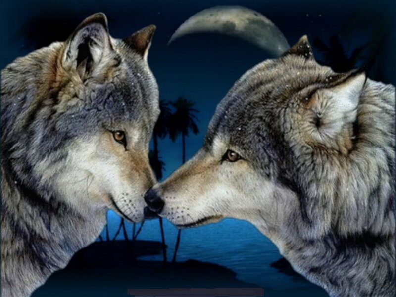 Two Wolves Facing Each Other — Blue, Serene, Night, Digital Art