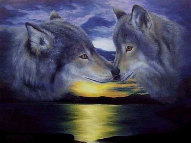 Two Wolves Facing Each Other — Blue, Serene, Night