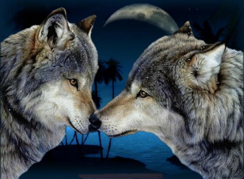 Two Wolves Facing Each Other — Blue, Serene