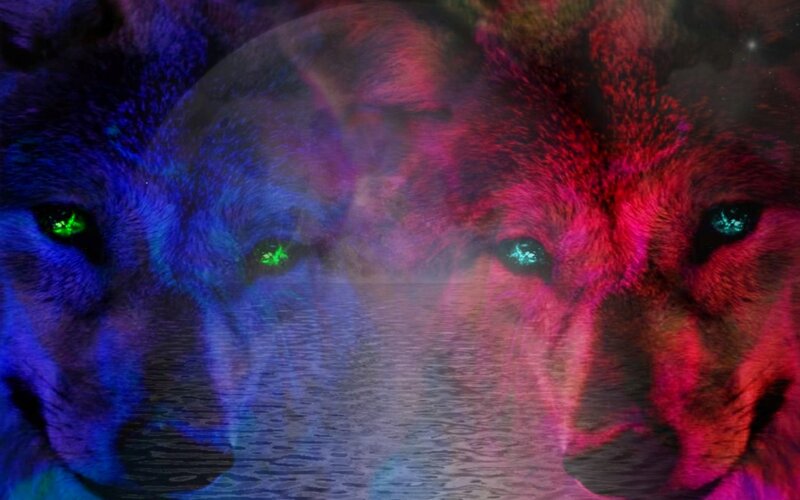 Two Wolves Facing Each Other — Blue