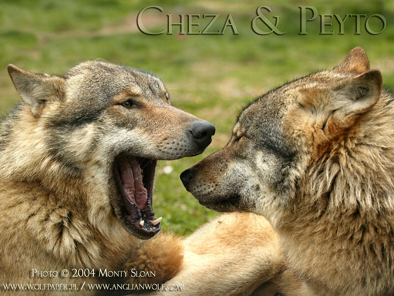 Two Wolves Facing Each Other — Brown