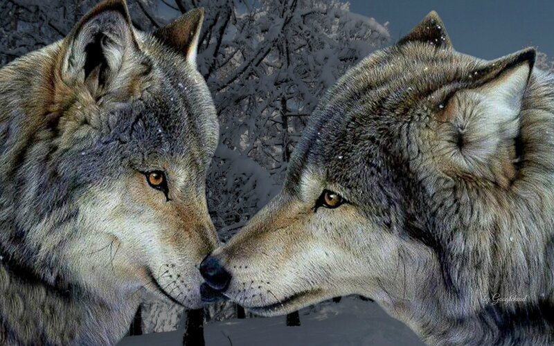 Two Wolves Facing Each Other — Gray, Calm