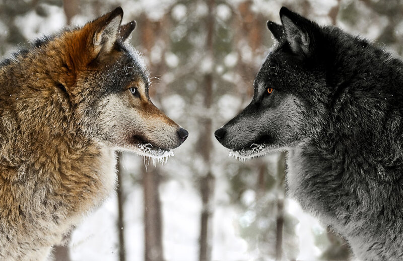 Two Wolves Facing Each Other — Gray, Dramatic