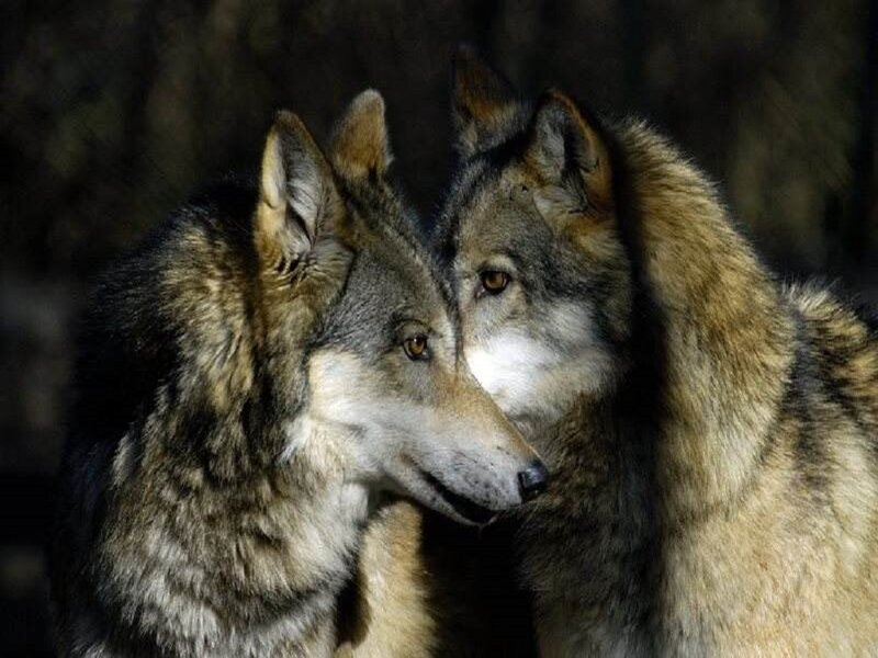 Two Wolves Facing Each Other — Gray, Intense