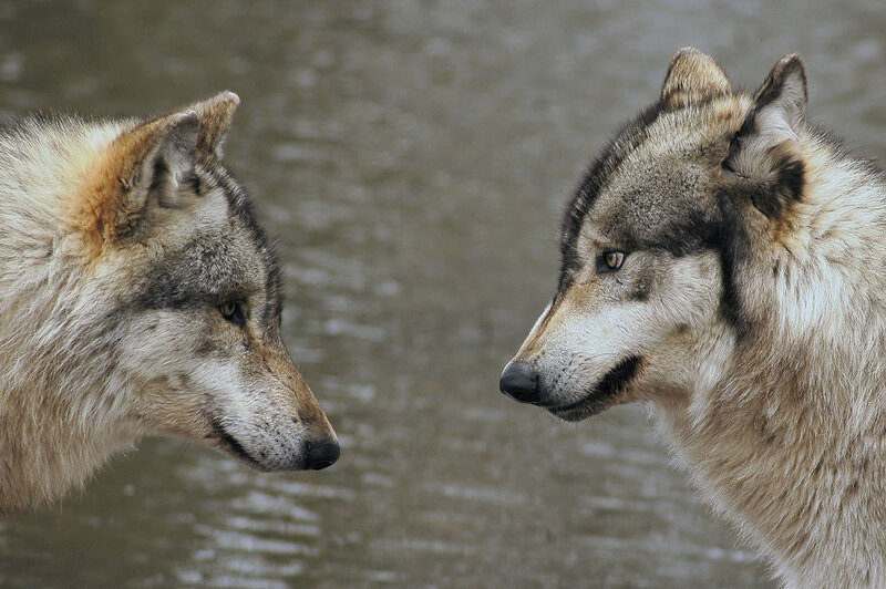 Two Wolves Facing Each Other — Gray