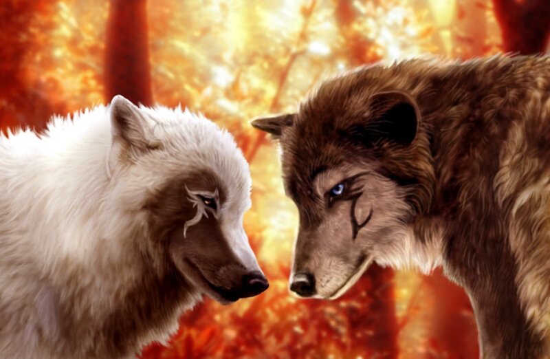 Two Wolves Facing Each Other — Orange