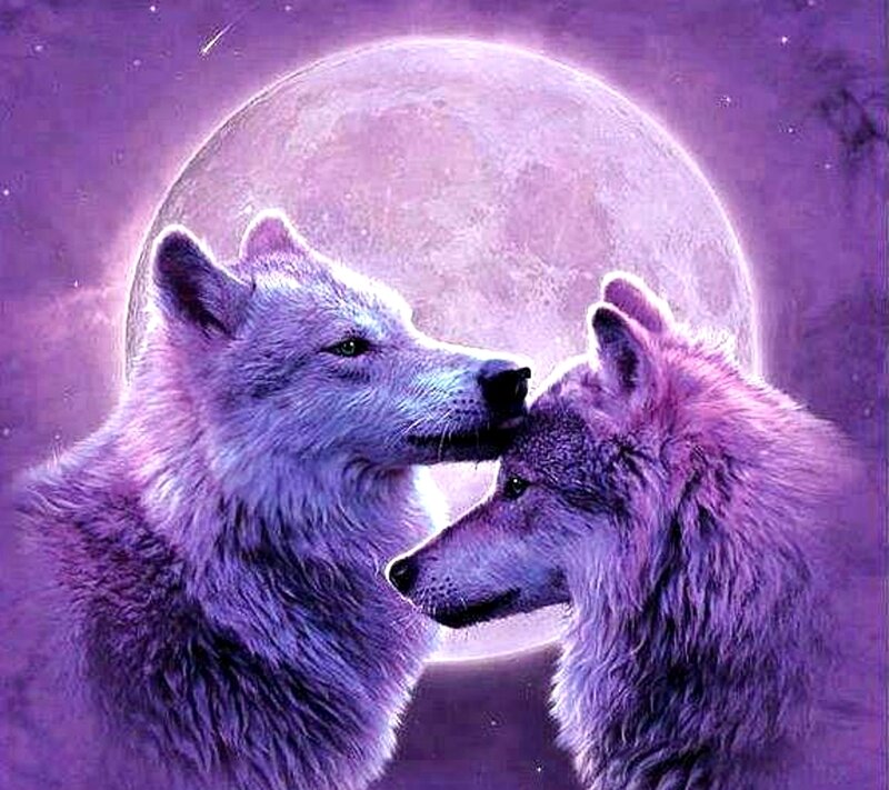 Two Wolves Facing Each Other — Purple, Serene, Night, Digital Art
