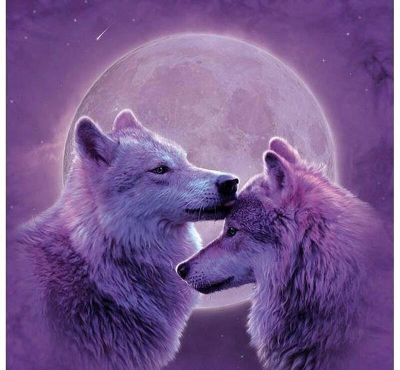 Two Wolves Facing Each Other — Purple