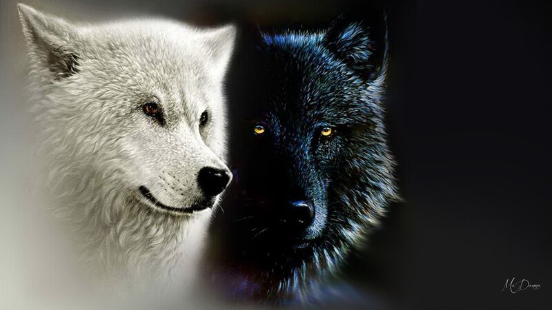 Two Wolves Facing Each Other — White