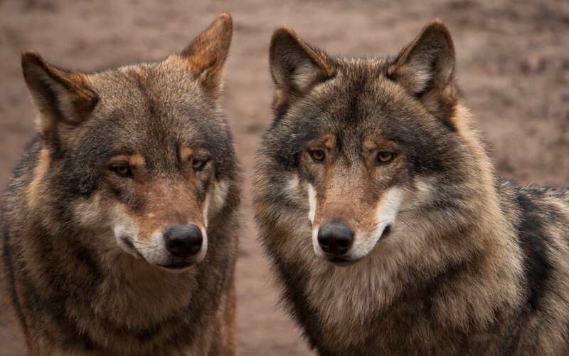 Two Wolves Facing Forward — Brown
