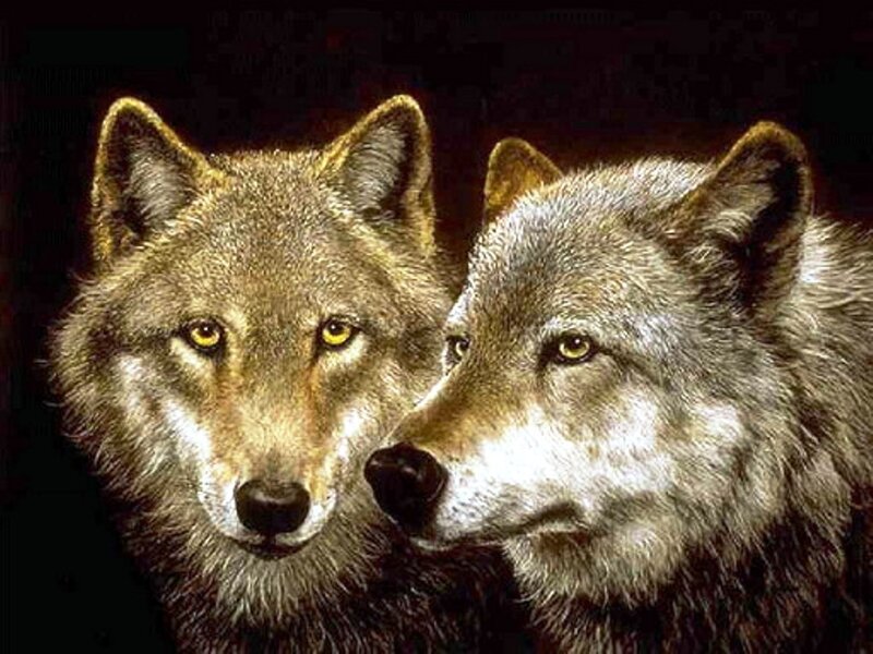 Two Wolves Facing Forward