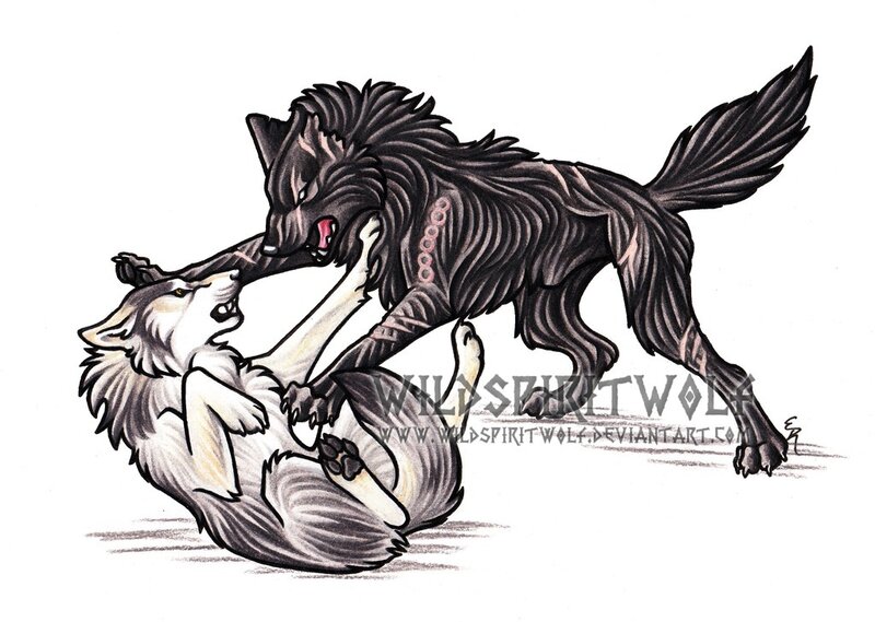 Two Wolves Fighting — Black