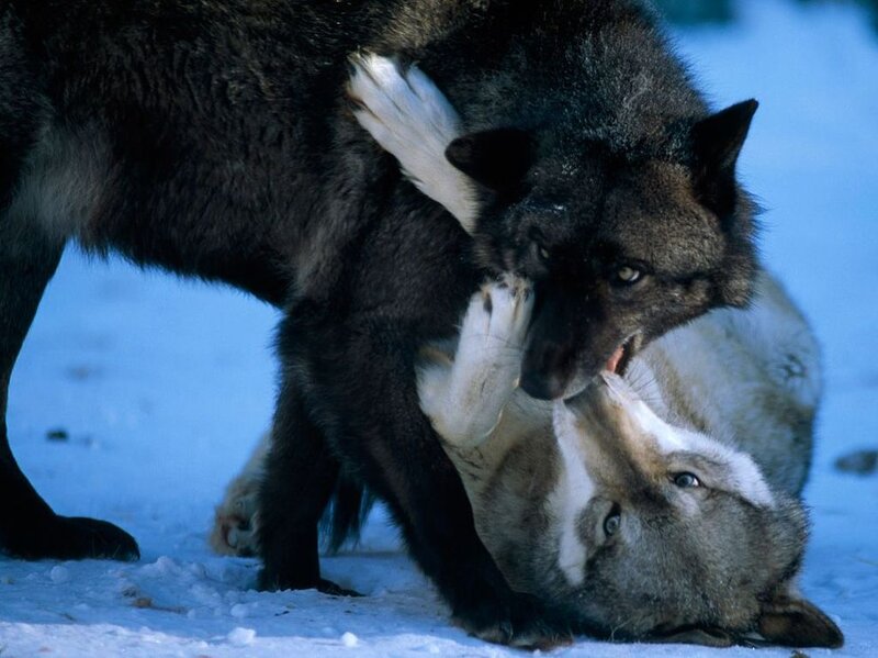 Two Wolves Fighting — Blue, Aggressive, Winter