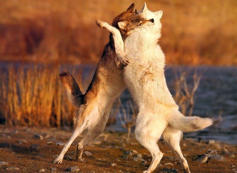 Two Wolves Fighting — Brown